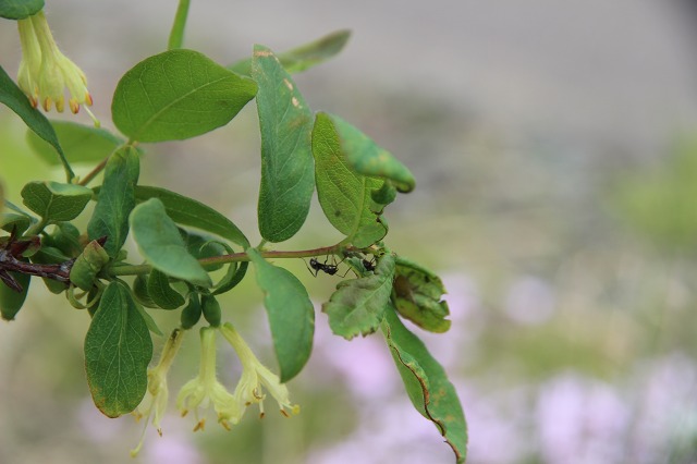 ファイル 60-2.jpg