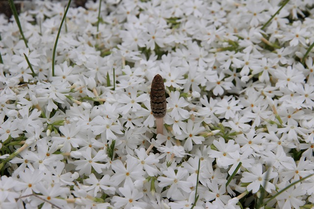 ファイル 60-4.jpg