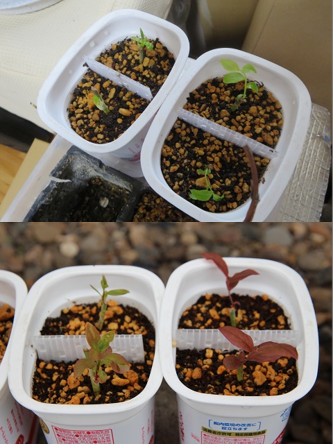 ファイル 60-8.jpg