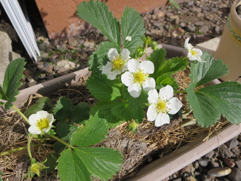 ファイル 62-1.jpg