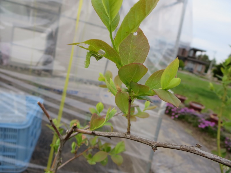 ファイル 62-2.jpg