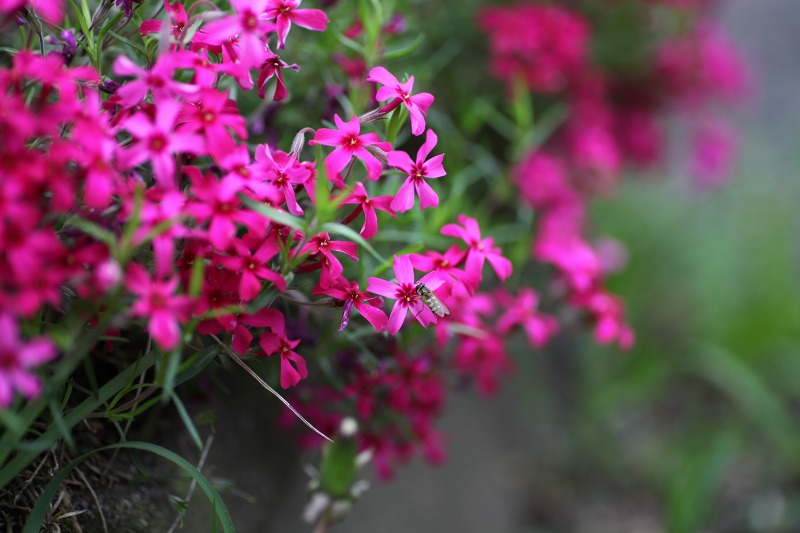 ファイル 62-5.jpg