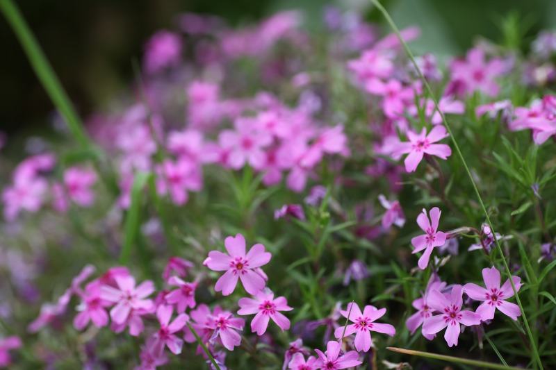 ファイル 62-6.jpg