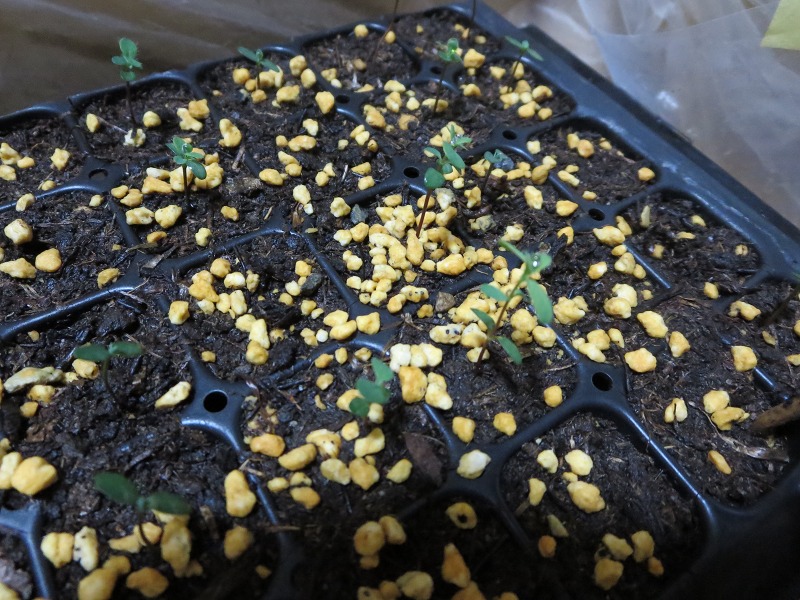 ファイル 63-1.jpg