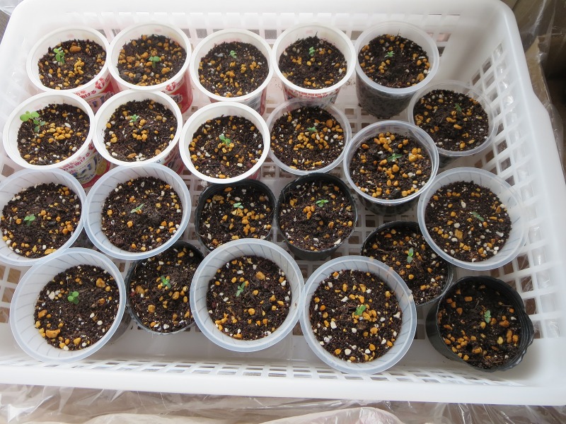 ファイル 63-2.jpg