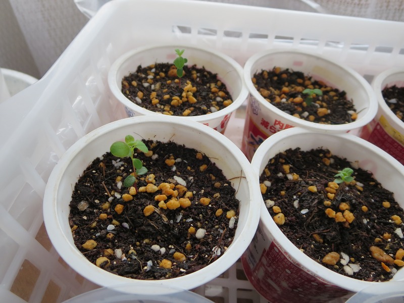 ファイル 63-3.jpg