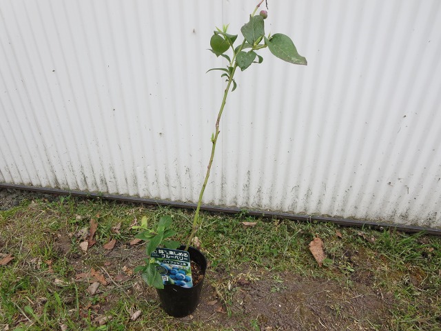 ファイル 63-4.jpg