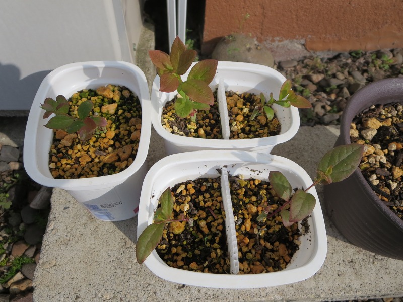 ファイル 65-1.jpg