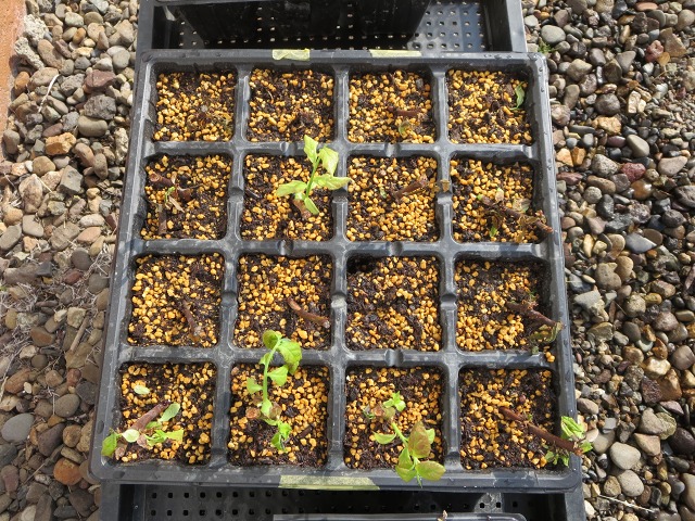 ファイル 65-2.jpg