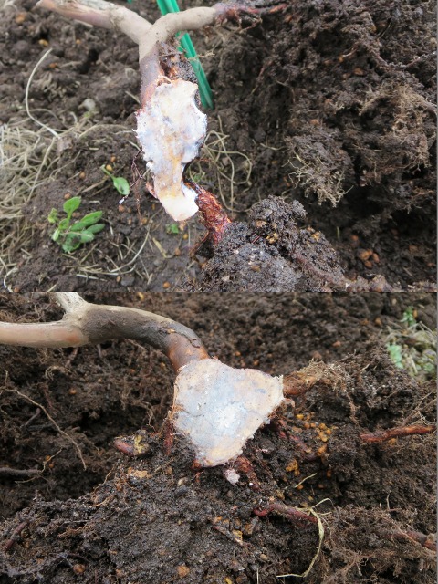 ファイル 66-4.jpg