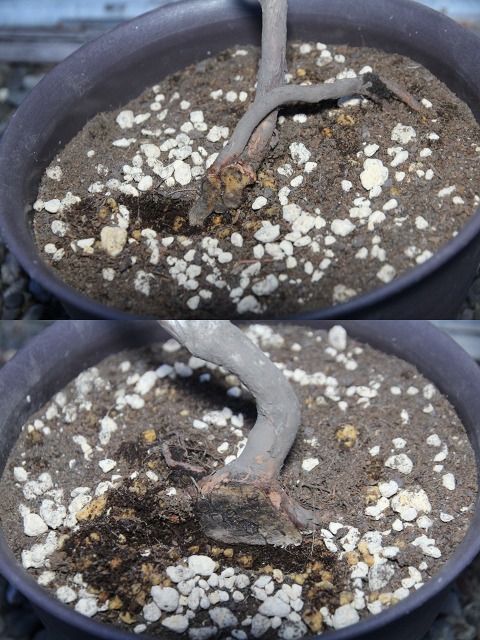 ファイル 66-5.jpg