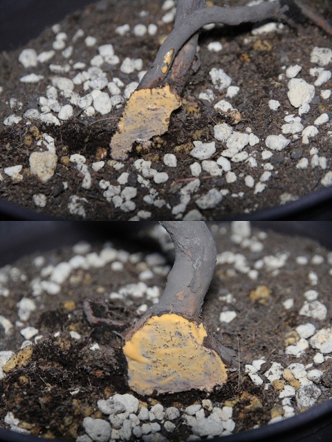 ファイル 66-6.jpg