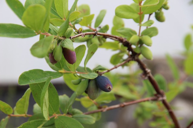 ファイル 67-1.jpg