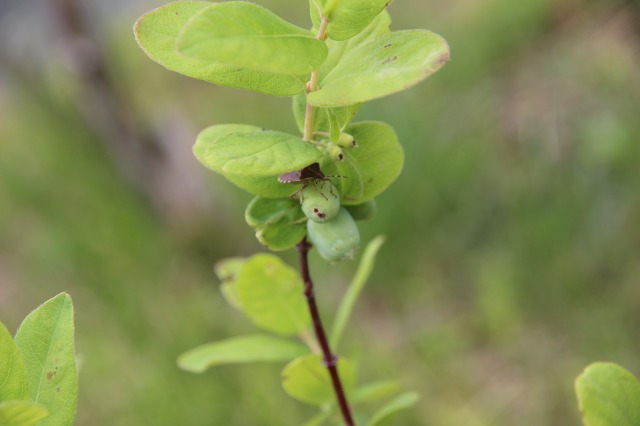 ファイル 67-2.jpg