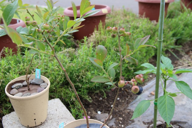 ファイル 67-4.jpg