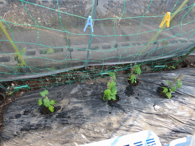 ファイル 68-1.jpg