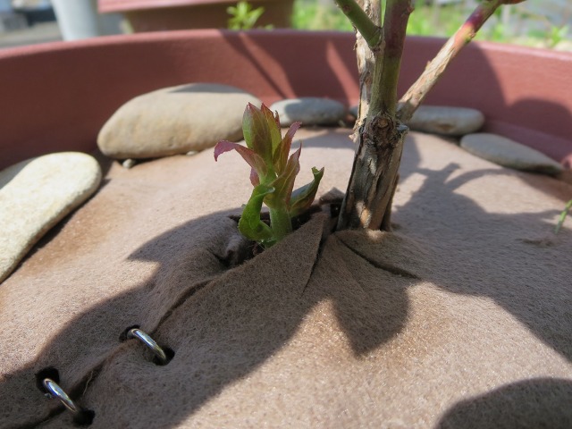 ファイル 68-4.jpg