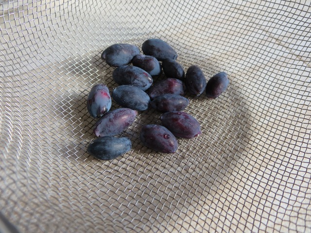 ファイル 69-1.jpg