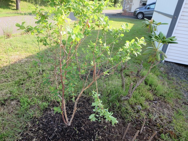 ファイル 71-1.jpg