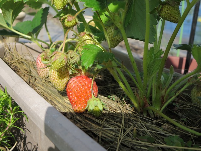 ファイル 72-1.jpg