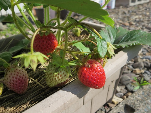 ファイル 73-3.jpg