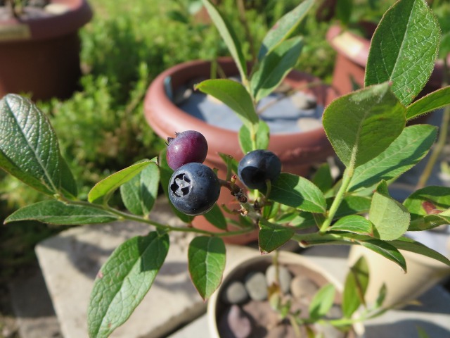 ファイル 73-5.jpg