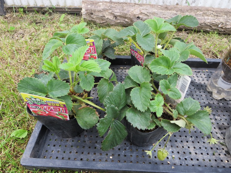 ファイル 74-3.jpg