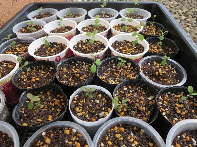 ファイル 74-4.jpg