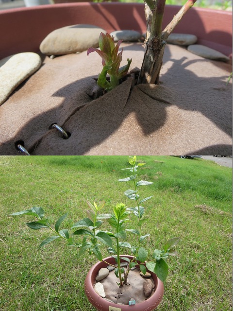 ファイル 74-5.jpg