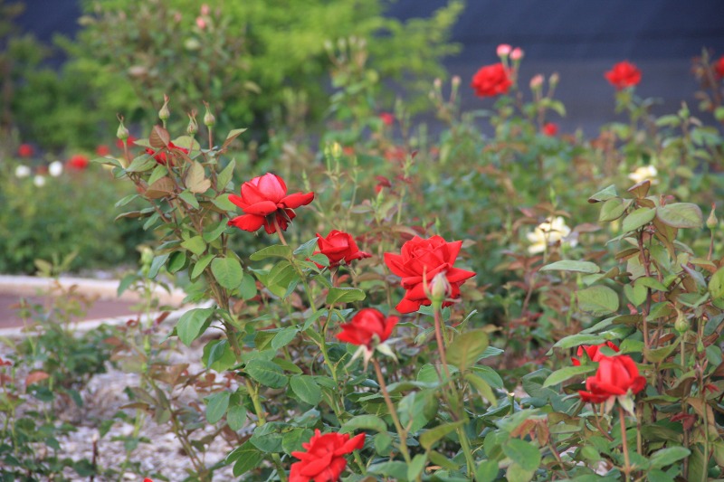 ファイル 75-3.jpg