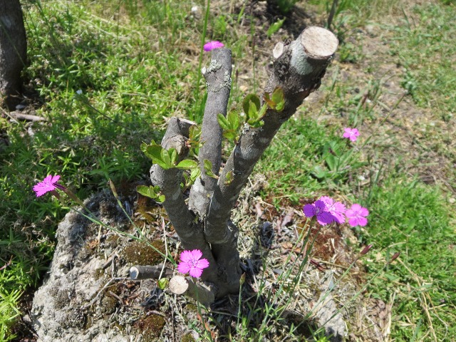 ファイル 75-7.jpg