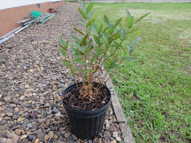 ファイル 77-1.jpg