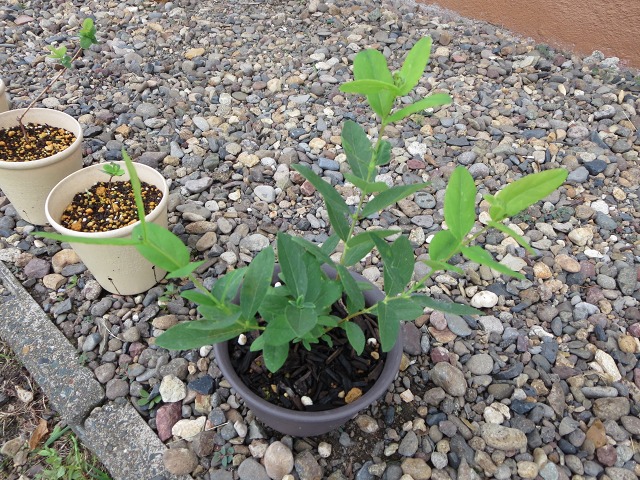 ファイル 77-2.jpg