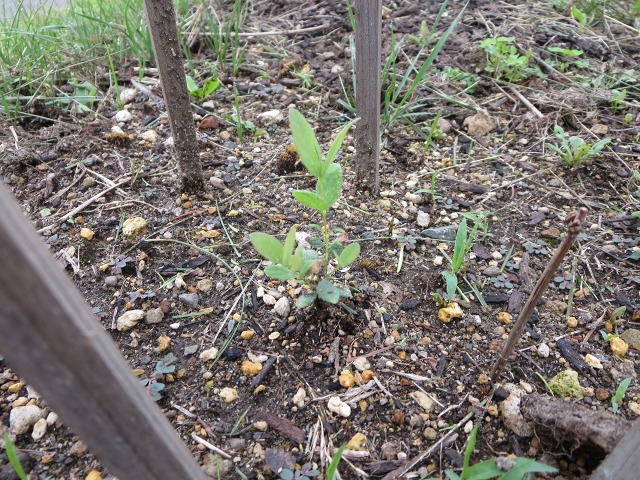 ファイル 77-3.jpg