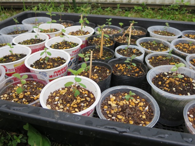 ファイル 77-4.jpg