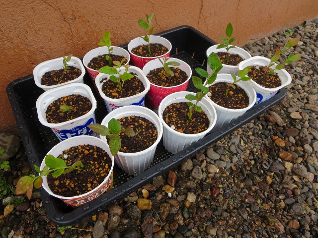 ファイル 77-5.jpg