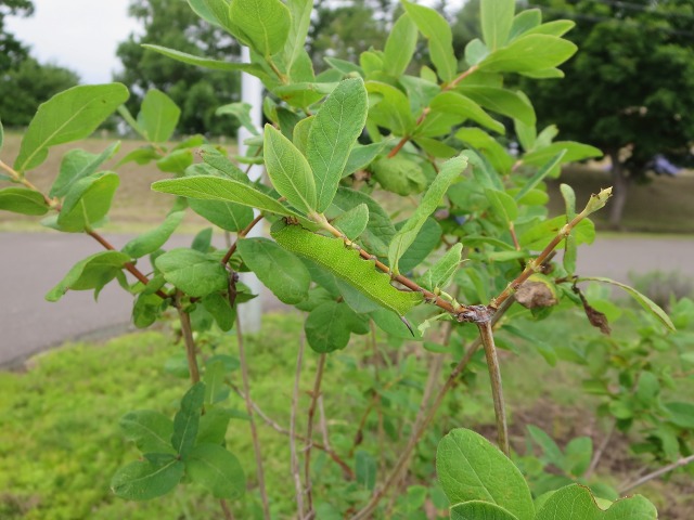 ファイル 78-9.jpg