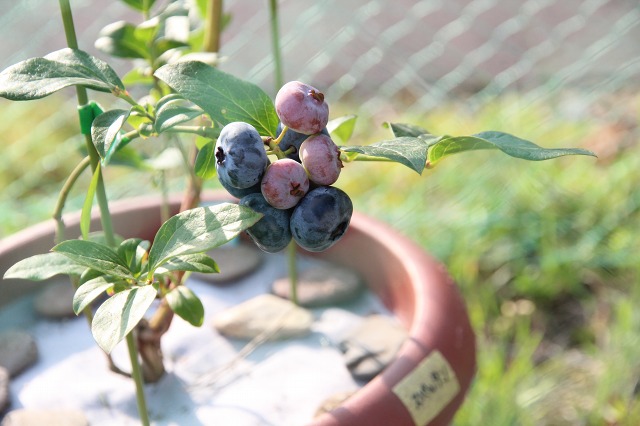 ファイル 79-1.jpg