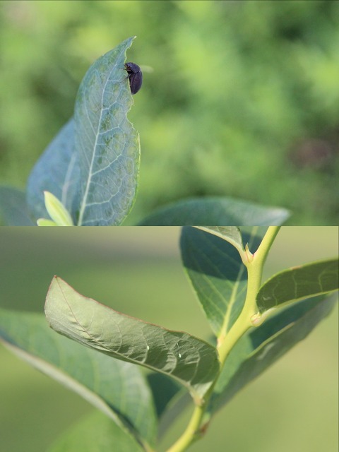 ファイル 79-5.jpg