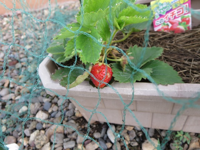 ファイル 81-1.jpg