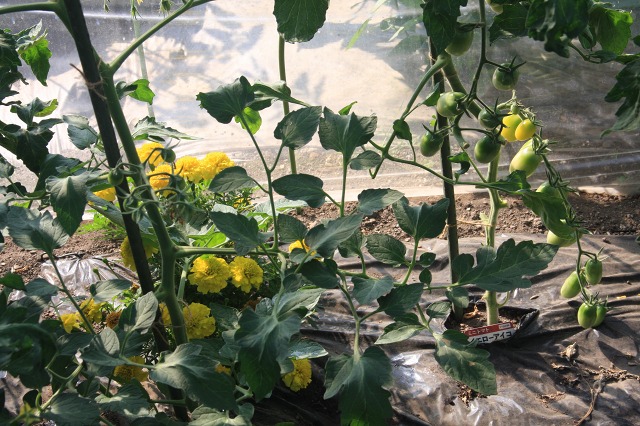 ファイル 81-3.jpg