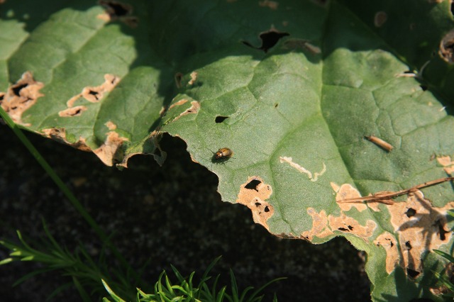 ファイル 81-4.jpg