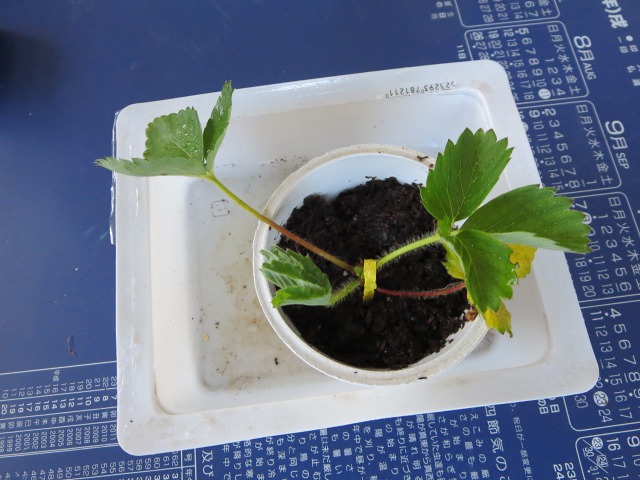 ファイル 81-7.jpg