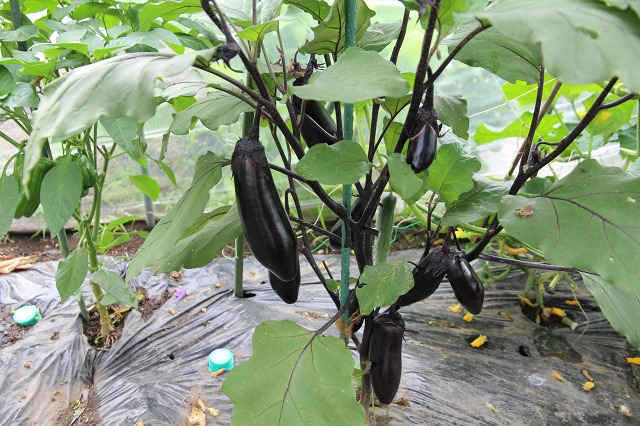 ファイル 82-7.jpg