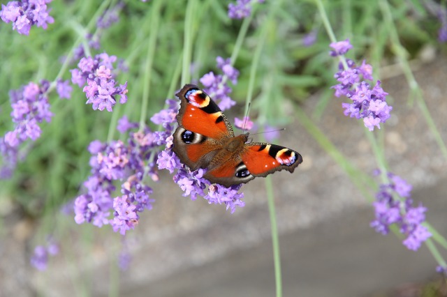 ファイル 82-9.jpg