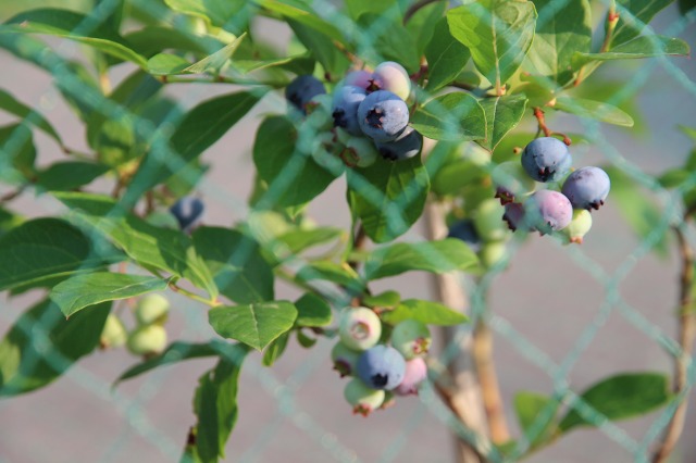 ファイル 84-1.jpg