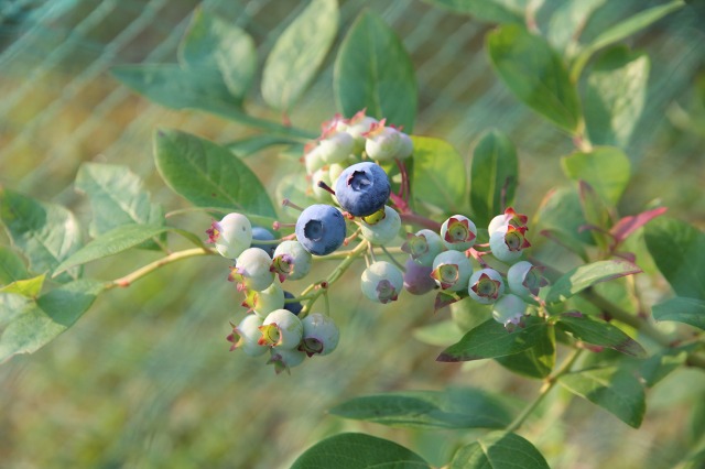 ファイル 84-2.jpg