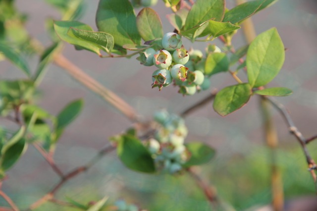 ファイル 84-3.jpg