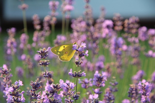 ファイル 84-5.jpg