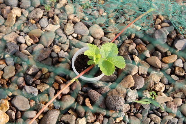 ファイル 84-7.jpg